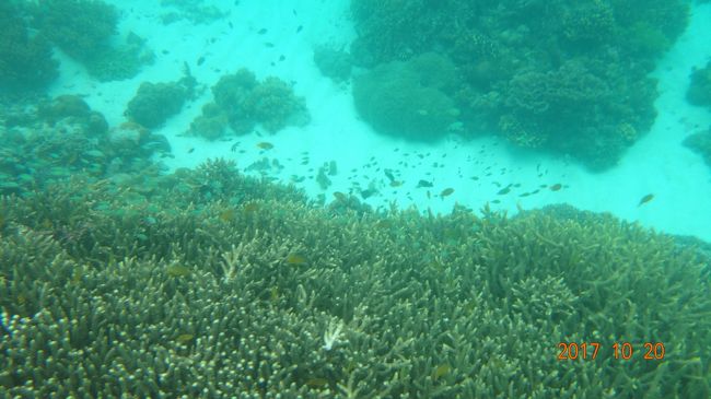海岸近くは波があり視界ゼロでしたが、ドロップオフ近くは透明度がかなり良かったです。