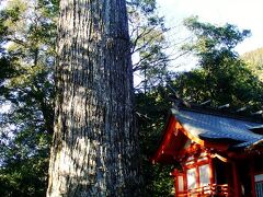 十根川地区へはタクシーで10分ほどの距離です。話によると、イノシシや鹿がよく出るそうです。まさに秘境にふさわしい場所。。山道を走ると、十根川地区に着きました。1時間ほどしたら、また来てくれるようにお願いしてから散策を始めます。十根川神社には国の天然記念物に指定されている八村杉が立っています。
