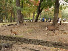 これ、これ。これこそが奈良公園。

旅行三昧はこの景色を見ると、吉永小百合さんが歌っていた「奈良の春日野」が頭から離れなくなってしまう。。

フンフンフーン、黒豆や(^^♪

僅かに紅葉が始まろうとしているようにも観える。
半月～ひと月後が例年の見頃だろう。楽しみだ。