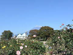 中央公園の薔薇と富士山です。(1)