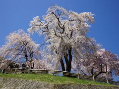 もう一つの名物？枝垂桜。お城から15～20分くらい歩くと到着します。