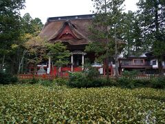 ３日目の午後は雨が止んだので出羽三山神社へ行く。
出羽三山とは羽黒山、月山、湯殿山の総称で、羽黒山に三神合祭殿（さんじんごうさいでん）がある。
ここは国宝の五重塔が有名だけど、母の足では行けないので、車で山頂まで上がった。
