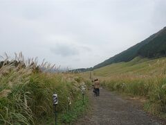 仙石原のススキは、この遊歩道を歩きながら眺められるようになっていました。片道７００ｍ。