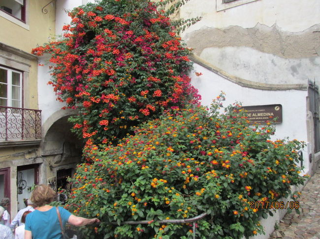 ああ、綺麗な花壇だ。街路樹の全くない参道での一服の清涼剤。