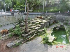 クマ園の建物も横にありましたが、
ここで熊を見た方が面白いです。
熊さんが2頭が上に、1頭が下の穴から出てきて3頭が見えた。