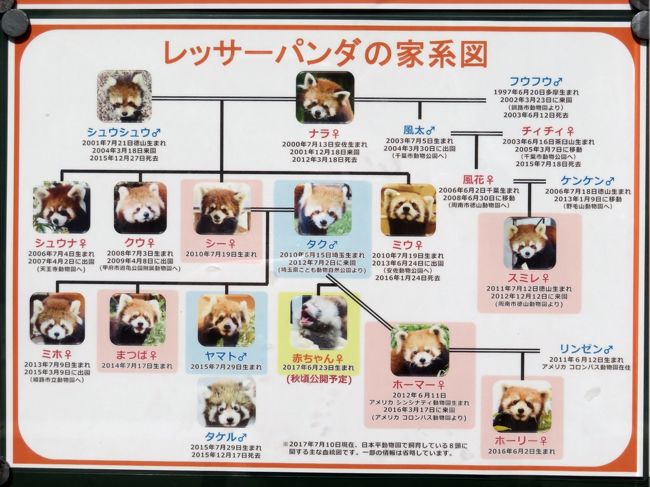 秋の動物赤ちゃんまつりの日本平動物園 2 レッサーパンダ特集 Hello チャーミングなホーマーっ子は異父姉の ホーリーちゃんそっくり 赤ちゃんと間違えられた 可愛いホーマー ママ 小顔美女のまつばちゃん 暑くても半日お外で頑張ったヤマトくん 怠惰な 秋の動物赤ちゃんまつりの日本平動物園 2 レッサーパンダ特集 Hello チャーミングなホーマーっ子は異父姉の ホーリーちゃんそっくり 赤ちゃんと間違えられた 可愛いホーマー ママ 小顔美女のまつばちゃん 暑くても半日お外で頑張ったヤマトくん 怠惰な