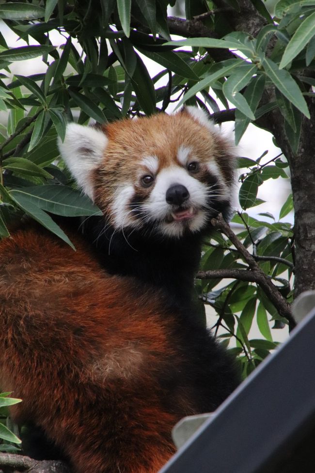 秋の動物赤ちゃんまつりの日本平動物園 ２ レッサーパンダ特集 Hello チャーミングなホーマーっ子 は異父姉のホーリーちゃんそっくり 赤ちゃんと間違えられた 可愛いホーマー ママ 小顔美女のまつばちゃん 暑くても半日お外で頑張ったヤマトくん 怠惰な