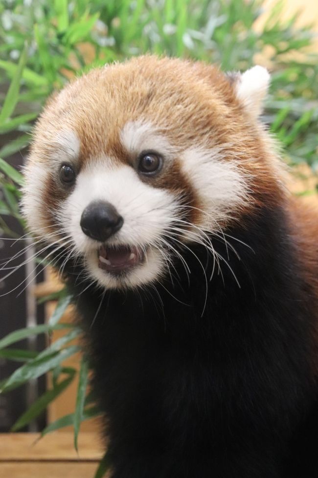 秋の動物赤ちゃんまつりの日本平動物園 ２ レッサーパンダ特集 Hello チャーミングなホーマーっ子 は異父姉のホーリーちゃんそっくり 赤ちゃんと間違えられた 可愛いホーマー ママ 小顔美女のまつばちゃん 暑くても半日お外で頑張ったヤマトくん 怠惰な