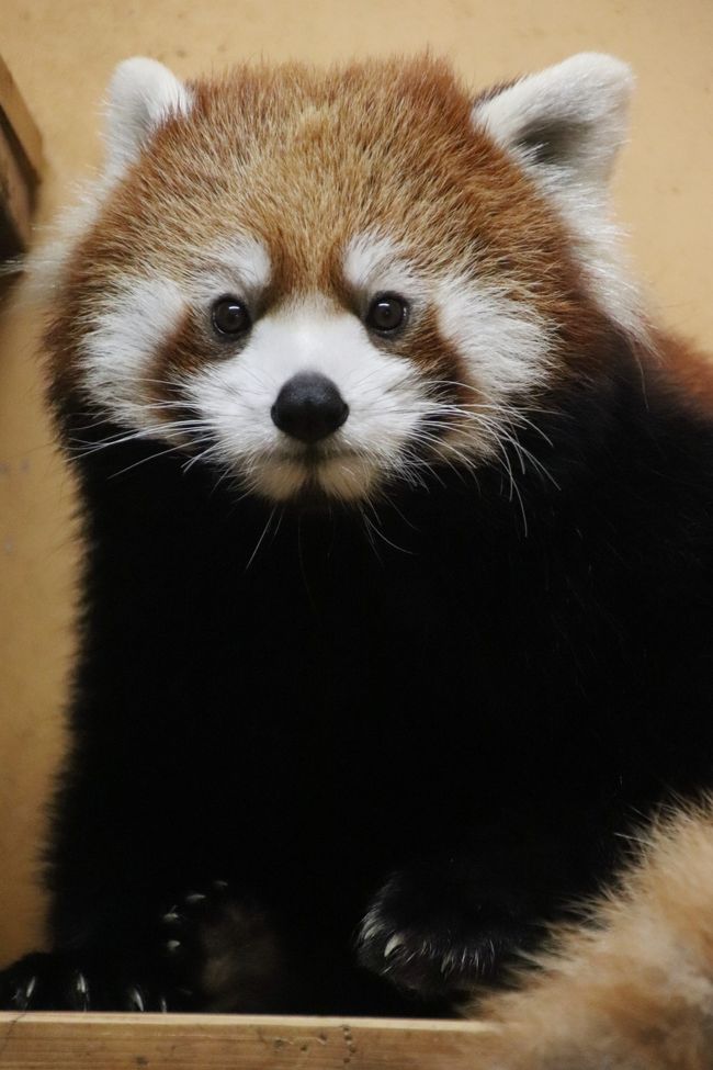 秋の動物赤ちゃんまつりの日本平動物園 ２ レッサーパンダ特集 Hello チャーミングなホーマーっ子は異父姉のホーリーちゃんそっくり 赤ちゃんと間違えられた 可愛いホーマー ママ 小顔美女のまつばちゃん 暑くても半日お外で頑張ったヤマトくん 怠惰な