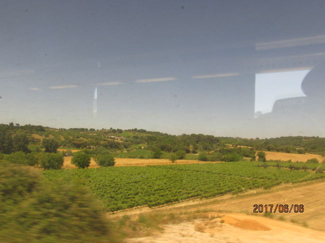 ああ、この辺はブドウ畑か・・