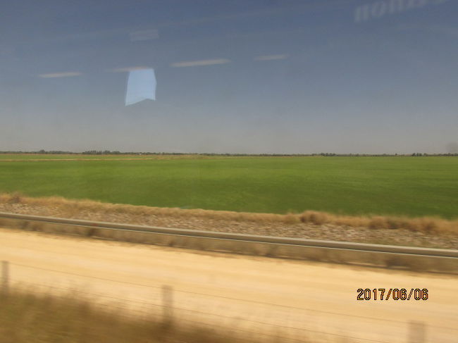 何だろう・・。小麦の苗なのか・・。