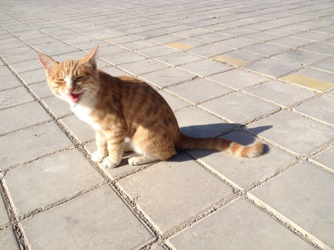 オマケ：鎖陽城に居た子猫ちゃん。