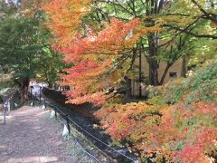 続いて、富士河口湖町のもみじ回廊に来ました。
紅葉の見頃は、もうちょっと先ですね。

この時期は、富士河口湖紅葉まつり開催されます。
開催期間：11月1日（水）～11月23日（木・祝）
（以下、内容など富士河口湖町ＨＰより抜粋）
色鮮やかな紅葉に染まった河口湖北岸で開催します。
みどころはゆっくり、ゆったり、心を癒す「もみじ回廊」。
周辺は飲食やお土産、クラフト市などの出店で賑わいます。
会場内にステージを設置し、期間中様々な催しを行います。
日没（午後4時半頃）から午後10時まで、ライトアップも
行っております。(今年度はLEDを使用してライトアップを行います。) 

