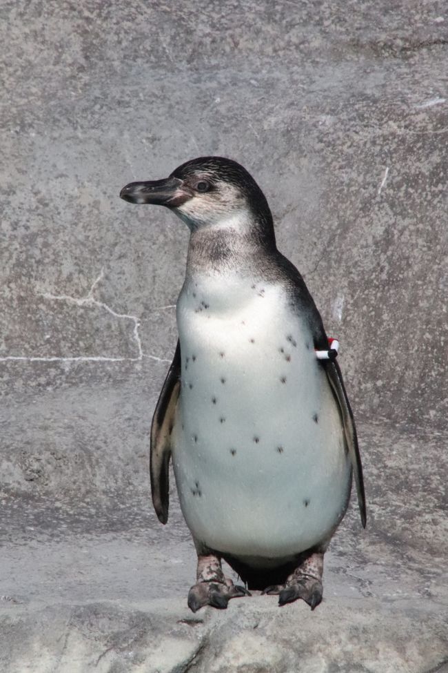 秋の動物赤ちゃんまつりの日本平動物園 3 いつもと回るコースをちょっと変えた他の動物たち アザラシの給絵 プールにざふざぶアジアゾウ 童顔ジャガーの小助くん 最後に顔を見せてくれたワラビーの赤ちゃん他 静岡市 葵区 駿河区 静岡県 の旅行記 ブログ By 秋の動物赤ちゃんまつりの日本平動物園 3 いつもと回るコースをちょっと変えた他の動物たち アザラシの給絵 プールにざふざぶアジアゾウ 童顔ジャガーの小助くん 最後に顔を見せてくれたワラビーの赤ちゃん他 静岡市 葵区 駿河区 静岡県 の旅行記 ブログ By