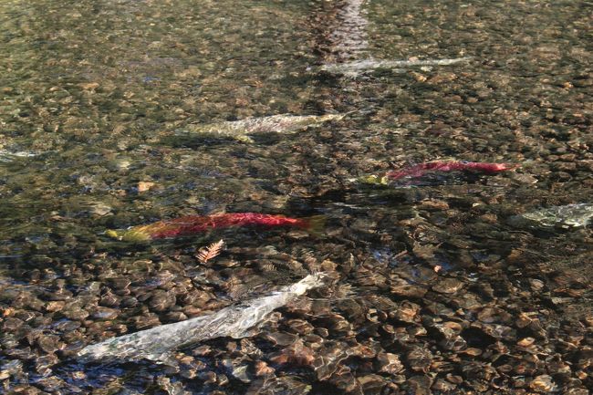 River.Seaトラウトブローチ(遡上鱒/ウッド製)【１点物 】 River.Seaトラウトブローチ(桜鱒婚姻色/ウッド製)【1点物