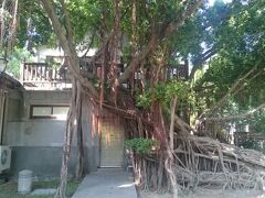 コーヒーを飲み終えると、目的の安平樹屋を見学します。この、ガジュマルの樹のからまりようといったら…