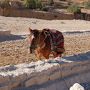 ペトラ遺跡・死海・イスラエル周遊②ペトラ編
