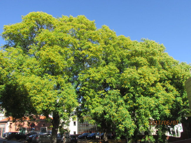 病院の前には大きな木が茂っている。通行人に聞いても、モラエスの生家を知る人は誰もいなかった。