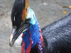 懲りずにまた来たマニラ動物園。

一眼レフのパンフレットに載っていそうな、前回はいなかった（気づかなかった）すごい鳥。

今回も展示方法に心が折れたけれど、この鳥見れて元気になった^_^