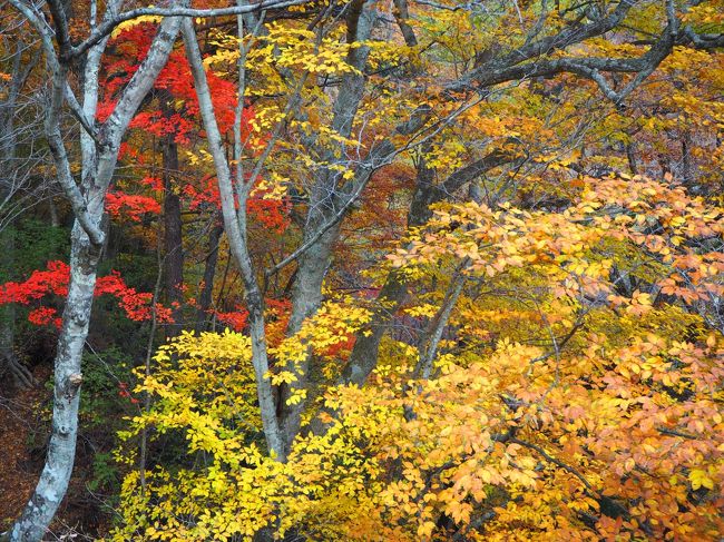 紅葉の西沢渓谷ハイキング 山梨市 山梨県 の旅行記 ブログ By Jalan Jalanさん フォートラベル