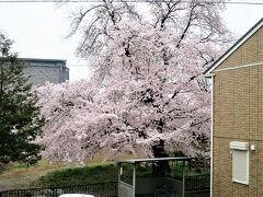 ・倉賀野駅付近（群馬県）

桜が満開です。心が和みます。