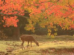 6：30　奈良公園/飛火野園地

秋の奈良公園は4年ぶり。

駐車場有り
