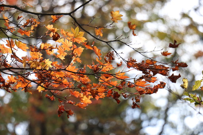 秋だ 紅葉だ 鍋割山登山だー の巻 丹沢 大山 神奈川県 の旅行記 ブログ By カジュトシュさん フォートラベル