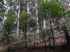 部屋からの眺望。上の方に箱根登山電車が走っている。