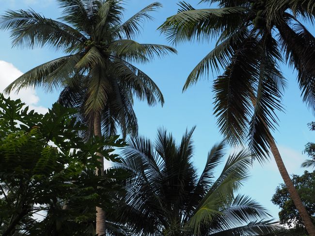 青空に映える椰子の木。<br />滞在時間は30分ぐらいでした。