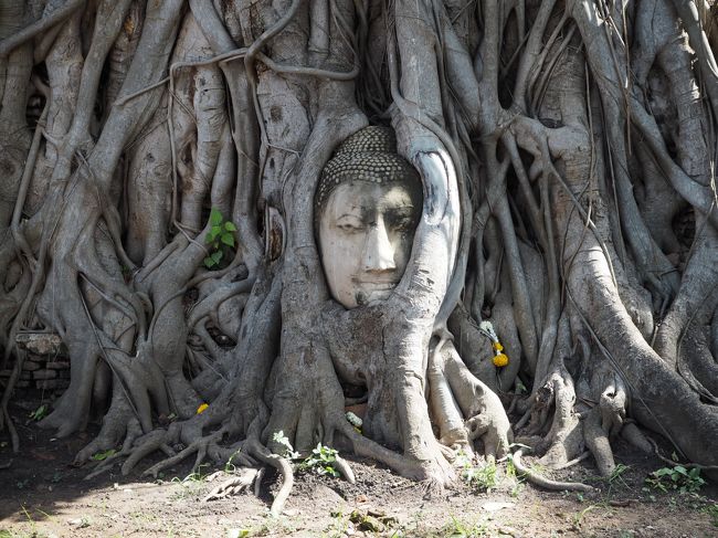 神秘的と言うか<br />悲しいと言うか<br />なんとも言えない仏像の頭。<br />一度は訪れたい場所だったから、ここに来れて良かった！