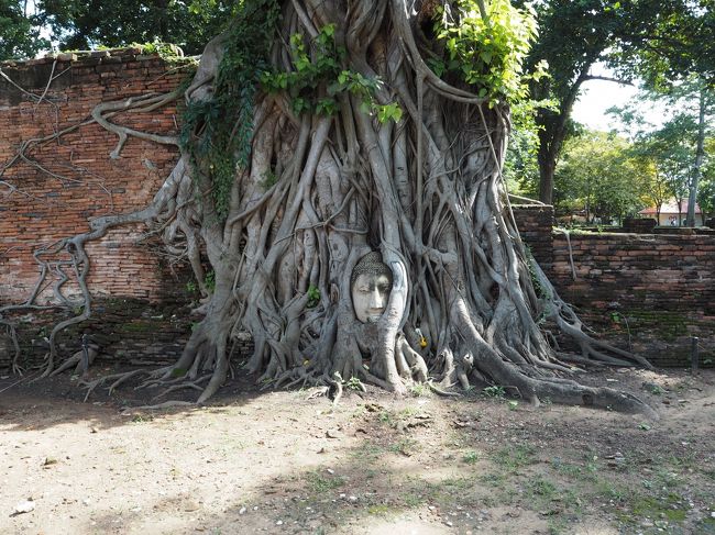 そして、アユタヤ遺跡で<br />どうしても訪れたかった場所！