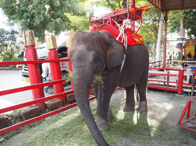 この子は仔象だそうです。<br />むしゃむしゃ草を食べてます。