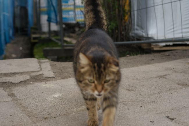 「おっおぅおう。にぃちゃん」<br />街のギャング登場です。一触即発に。。。