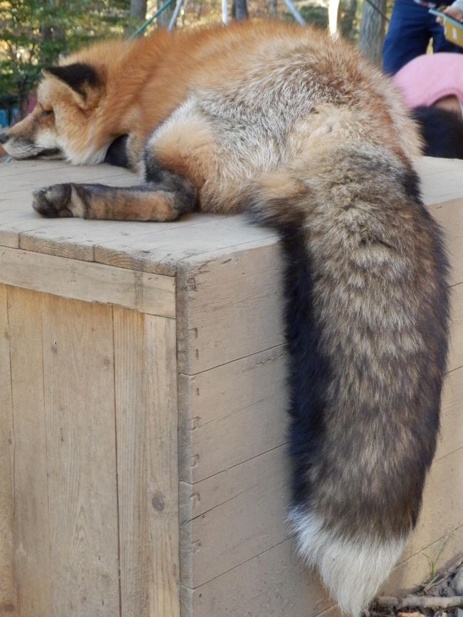 宮城蔵王キツネ村^o^もこもこキツネ達に会って来ました。 ＃1』白石