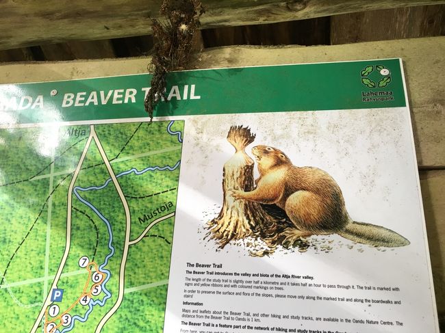 　ビーバーの家族は人間に似ていて、1家族は4匹から8匹ぐらいです。両親と、子どもたちは2年間ぐらい一緒に暮らします。年上のビーバーが年下のビーバーがダムを作ったり、食べ物を探すのを手伝い、兄弟の面倒をみるそうです。<br />　ビーバーダムは丸太や木々の枝を結び付けることで作られていて、割れ目は泥や粘土で埋められています。ビーバーは水面の高さを注意深く調整し、状況に応じて、ダムを高く作ったり、低く作ったりします。１つのダムを作るのに１週間ぐらいかかるとのことです。<br />