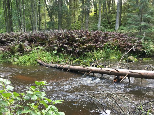 事前に調べていた場所にこれた！っと思ったら注意力散漫になっていたらしく、<br />濡れた木の階段で滑って転んでしまいました。<br /><br />濡れた木は危険です。<br />皆さんお気をつけて・・。