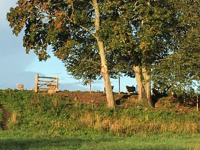 羊の絵があったので探したけど、柵があって近づけない。<br />遠い羊・・。