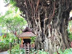 今回シェムリアップで宿泊したラ リヴィエレ ダンコールの中庭にある神木と祠