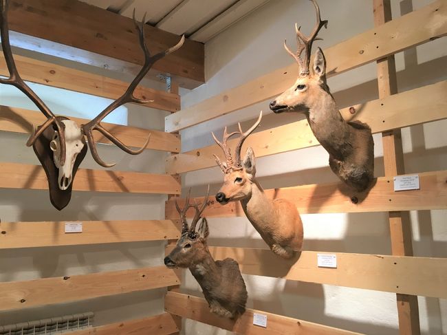 森の生態系に関する展示があります。<br /><br />森林伐採のための服装やチェーンソーとかも展示されてます。