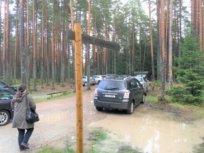 ランチ後は、ラヘマー国立公園の人気スポット、<br />ヴィル湿原へ。<br />湿原の入口に車を駐車できます。<br />さすがに車いっぱい。観光客が多いです。<br />着いた瞬間ものすごい土砂降りでどうしようかと思ったけど、車で少し待っていたら小ぶりになってきたので何とかハイキングスタート。<br /><br />※ヴィル湿原<br />　タリンからバスで来るなら、バス停「Loska Tee」で降りて道路渡ったところの道を入ると湿原入口が右側に出てきます。ここはラヘマー国立公園の南西端にある湿原で、同国屈指の規模を誇り、モウセンゴケをはじめとする希少な湿地性植物の自生地や珍しい野鳥の生息地として知られています。ヴィル湿原（ヴィル・ラバ地区の湿原）は片道約3.8kmのウォーキングコースになっていて、しっかりした木道が敷かれているので、湿地帯の自然を間近で観察することができます｡このモウセンゴケは10年で8cmぐらいしか成長しないそうです。