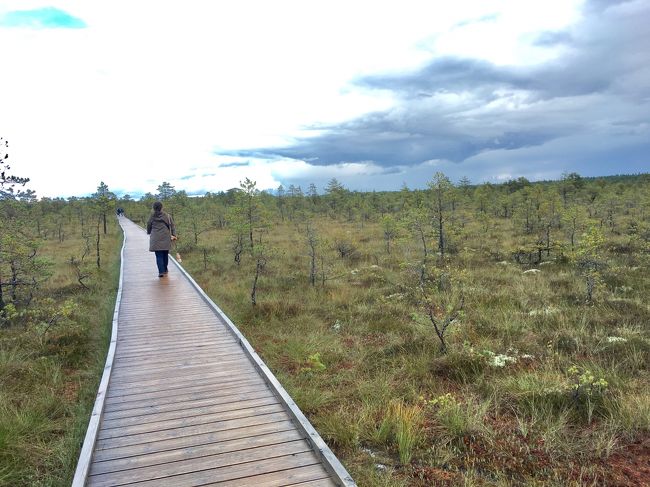 湿原に入ると木道の中を進みます。<br /><br />フランスのカマルグ、<br />北海道の知床、<br />イギリスのスリムブリッジ、<br />そろそろ私たちも湿原マニアと名乗ってもいいかも。。<br /><br />湿原の風景はなんともすがすがしい気持ちにさせられます。