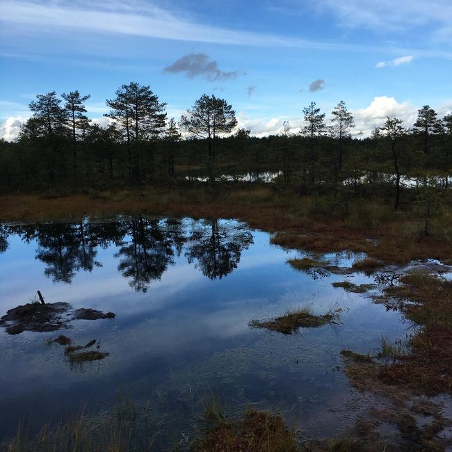 沼地に映る景色が美しい。
