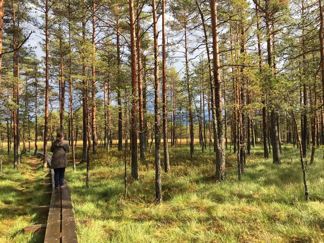 展望台を過ぎると木道が突然狭くなります。<br />ちょうど晴れてきた！