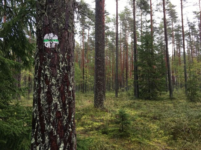 木に印が。<br />ラヘマー国立公園内を走っていると、トレイルコースじゃないところで車が停まっていて森に入っている人たちをよく見かけました。<br /><br />おそらくキノコ狩りをしてるのかなと。<br />この印があるところはキノコ狩りＯＫとかなのかしら。<br />確かに歩いているとキノコがいくらでも生えている♪<br />私たちは食べれるキノコの区別がつかないのでもちろん採ってません。