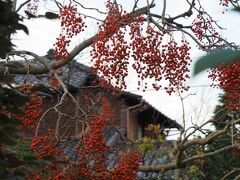 大巧寺　境内の赤い実

いつもお邪魔する鎌倉駅から一番近い寺。
この赤い実は何？
「南天桐」という名札が付いていました。