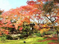 「宝厳院」（2016.11.26）

嵐山の穴場的存在だった宝厳院なんだけれど、いつの間にか行列ができるほどの人気スポットに。
狭い境内に、所狭しと植えられた紅葉の美しさは絶景★散紅葉もおすすめです～～♪

宝厳院　　http://www.hogonin.jp/
詳細旅行記
レクサスパスで行く！京都の紅葉、2度目のお出かけは一番混雑の凄い11月の週末に・・・大覚寺・宝厳院・高台寺のライトアップ☆彡老松で和ティータイム♪はコチラ
　　　↓
https://4travel.jp/travelogue/11193135