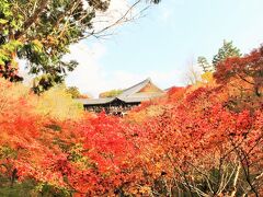 「東福寺」（2016.11.22）

京都の紅葉といえば、東福寺ともいわれる紅葉のお寺さん。
なんとなく・・・だけれど、年々色づきがイマイチになっているような？？
レクサスパスの恩恵を存分に使って、有名どころを回った2016年。

東福寺　　http://www.tofukuji.jp/
詳細旅行記
レクサスパスで行く！今が見頃、京都の紅葉◆東福寺・高台寺圓徳院・南禅寺・永観堂のライトアップ♪今年は王道を攻めてみました！はコチラ
　　　↓
https://4travel.jp/travelogue/11192006