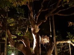 樹齢７００年。宝泉院・五葉の松です。

次の盤桓園とともに、座敷に座って鑑賞するのが良いです。