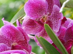 植物園内にある、「National Orchid Garden」
