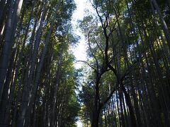 適当に歩いていたら竹林にたどり着きました。